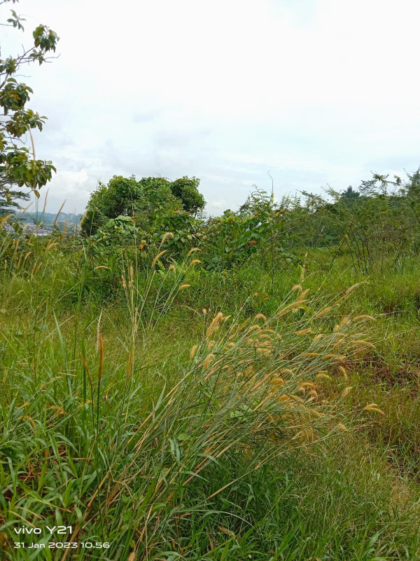 Jual Lahan/Tanah 7.5 Hektare Palaran Samarinda Kaltim A5B1B0